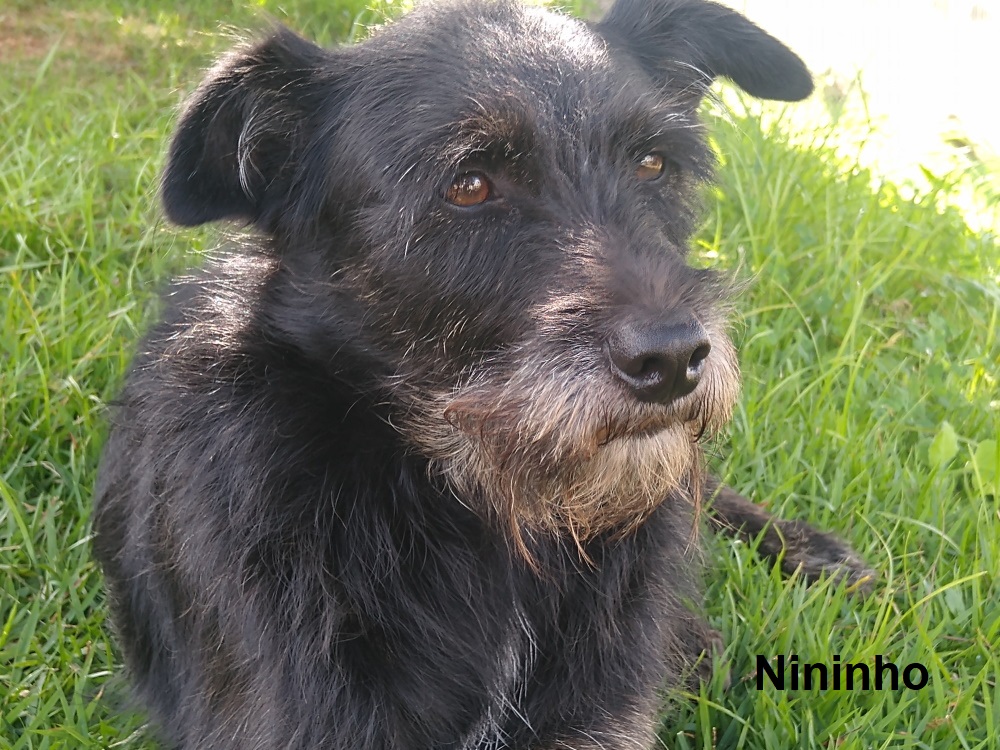 Nininho segundo cão terapeuta do IF Pouso Alegre